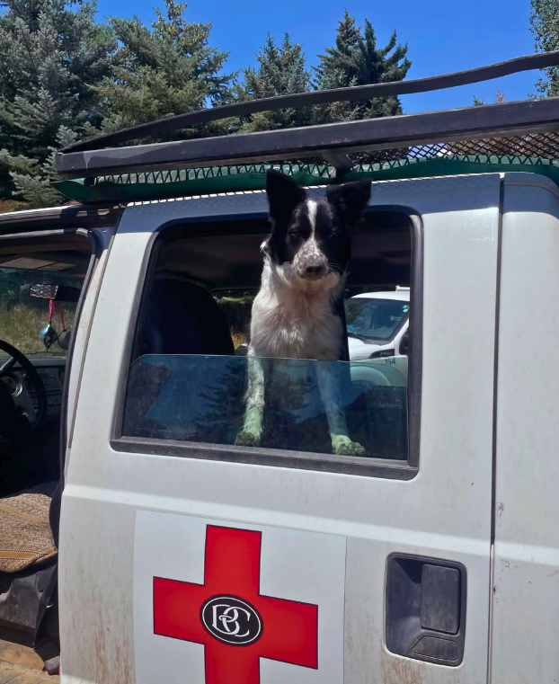 Meet the Newest Member of Team Momentum: Wrigley of the Beaver Creek Ski Patrol
