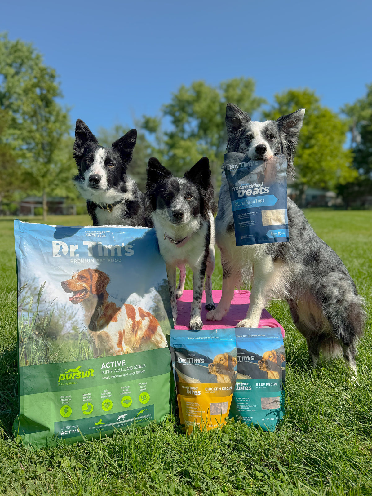 Meet the Athletes: Kestra, Kite & Dovekie of the Kestrel Disc Dogs