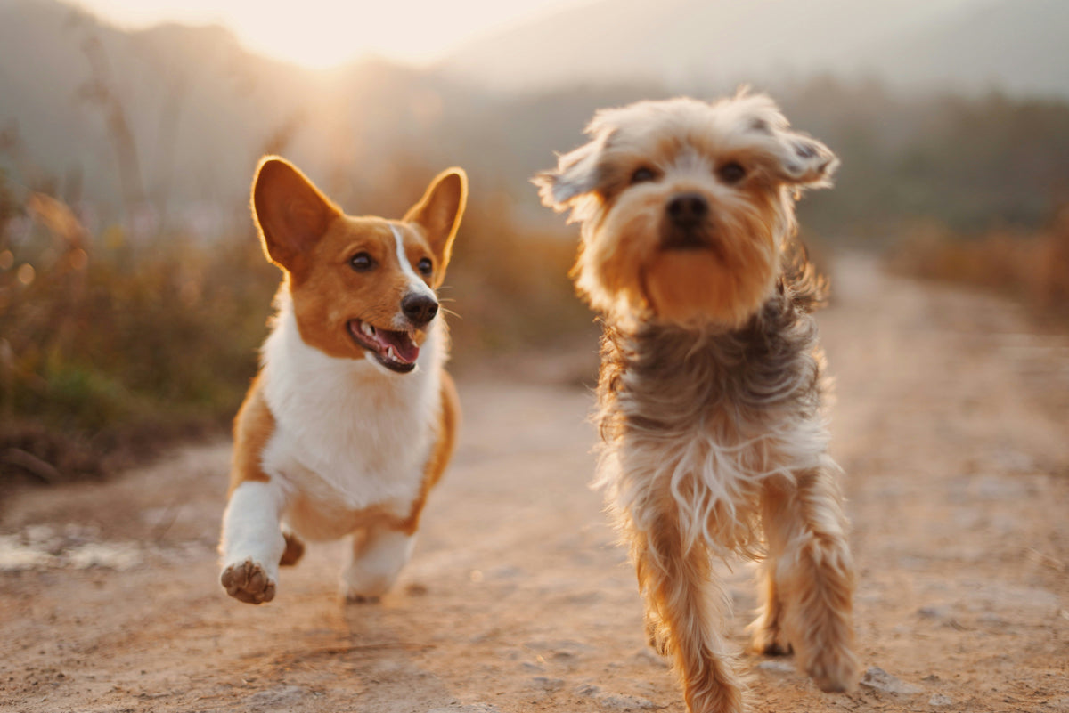 What’s in Your Dog’s Bowl? Understanding the Nutrition Behind Dr. Tim’s Pet Food