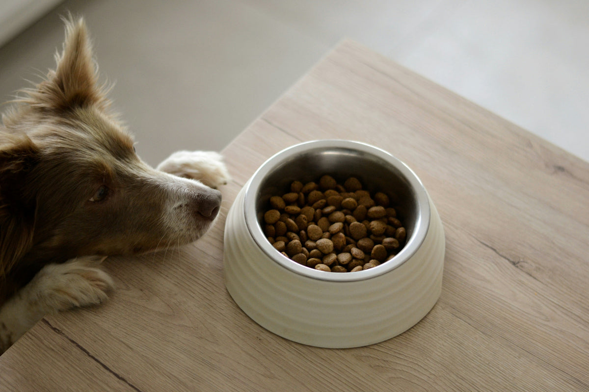 Healthy Skin & Coat Starts in the Bowl