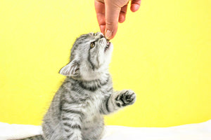 Can Kittens Have Treats? (Everything You Need To Know)