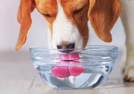 Can Dogs Drink Too Much Water?