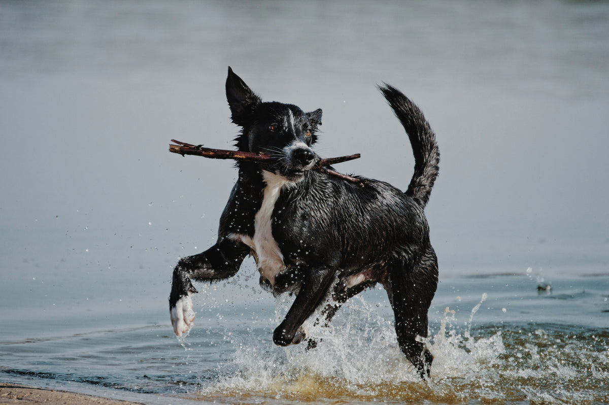 Glucosamine vs. Porcine Plasma: A Total-Body Approach to Joint Support for Dogs