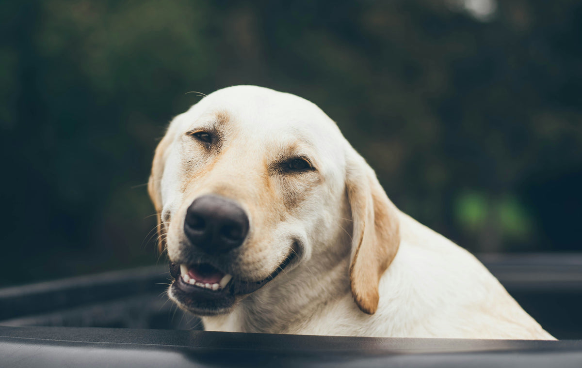 Dog Dental Health: How Plaque, Tartar and Oral Bacteria Affect Your Dog’s Health