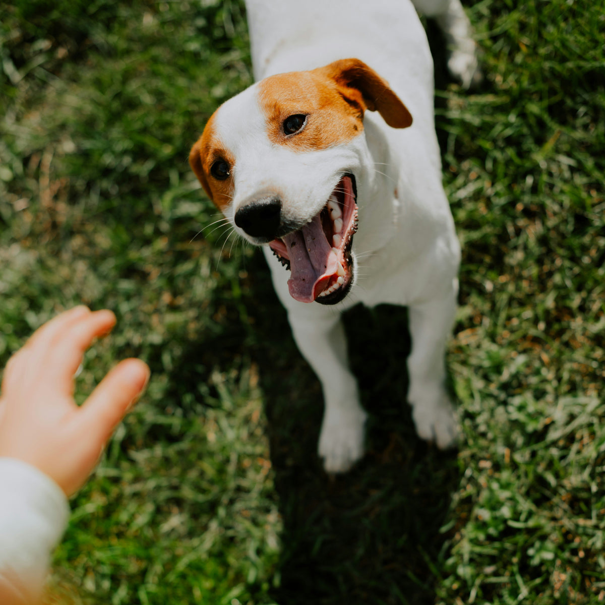 Why Your Dog Can't Stop Scratching — And What Actually Helps