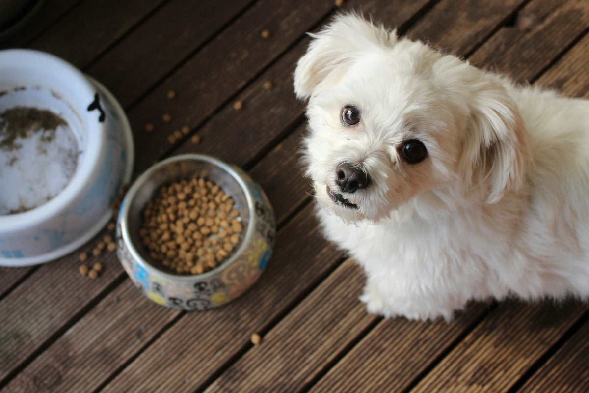 Is Freeze-Dried Pet Food Safe? What Pet Owners Need to Know