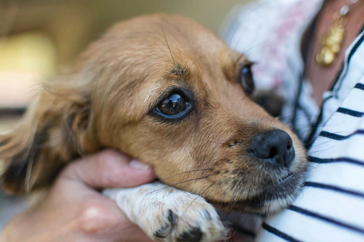 How Do I Calm My Dog During 4th of July Fireworks?