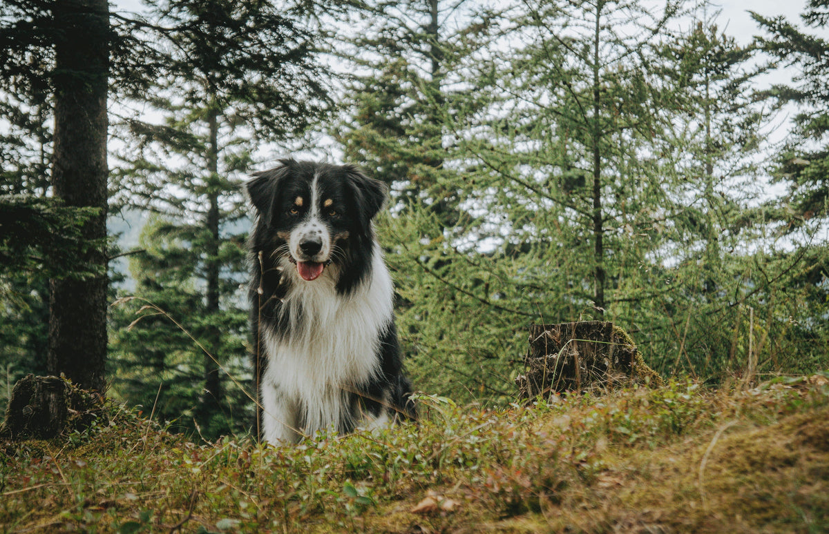 Here’s What Your Dog’s Poop Is Telling You